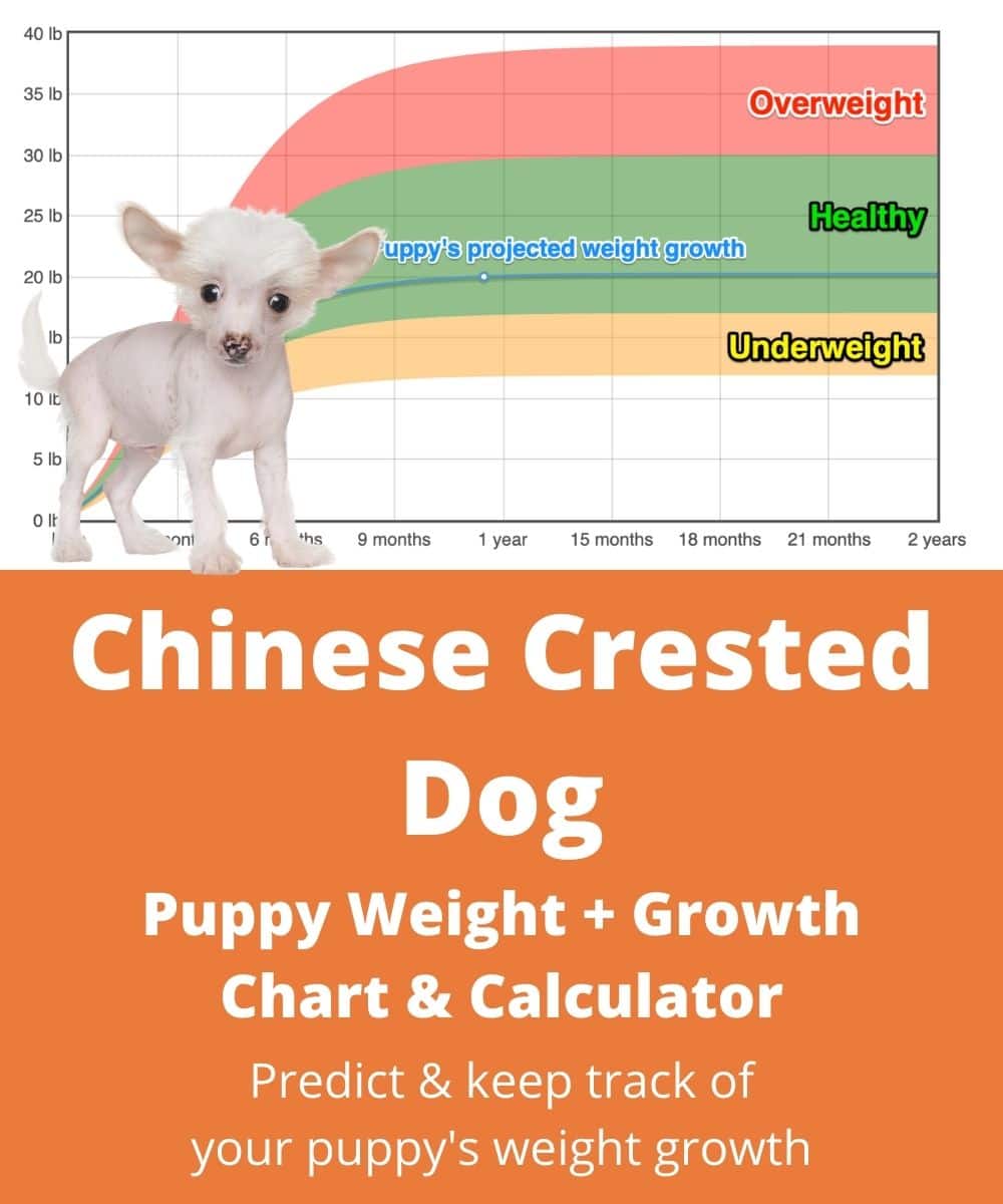 chinese-crested-dog Puppy Weight Growth Chart